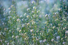 Små vita lösa ängblommor royaltyfria bilder Små vita lösa ängblommor royaltyfria bilder