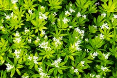 Små vita vårblommor som omges av gröna sidor royaltyfri fotografi Små vita vårblommor som omges av gröna sidor royaltyfri fotografi