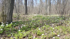 Sn?droppar i skogen i den tidiga v?ren L?sa blommor p? ?ngen Sn?droppev?rblommor arkivfoton Sn?droppar i skogen i den tidiga v?ren L?sa blommor p? ?ngen Sn?droppev?rblommor arkivfoton