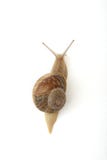 snail royaltyfri bild snail royaltyfri bild