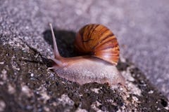 snail arkivfoto snail arkivfoto