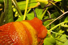 Snail royaltyfria bilder Snail royaltyfria bilder