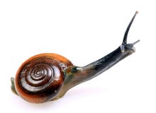 snail royaltyfria foton snail royaltyfria foton