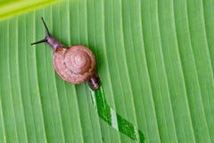 snail arkivbild snail arkivbild