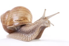 snail arkivbild snail arkivbild