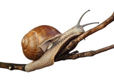 snail royaltyfria foton snail royaltyfria foton