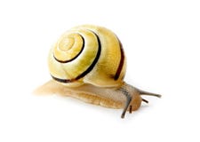 snail royaltyfria bilder snail royaltyfria bilder
