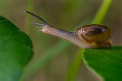 Snail royaltyfri foto Snail royaltyfri foto