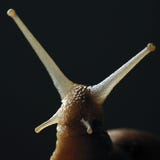 snail royaltyfria foton snail royaltyfria foton