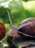 snail royaltyfri fotografi snail royaltyfri fotografi