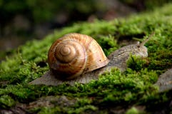 Snail royaltyfri fotografi Snail royaltyfri fotografi
