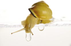 Snail royaltyfria foton Snail royaltyfria foton