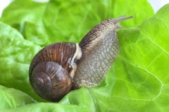 snail royaltyfri foto snail royaltyfri foto