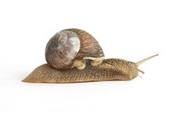 snail royaltyfri bild snail royaltyfri bild