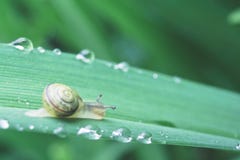 Snail arkivbilder Snail arkivbilder