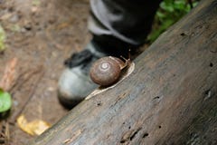 Snail arkivbilder Snail arkivbilder