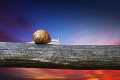 snail arkivbild snail arkivbild