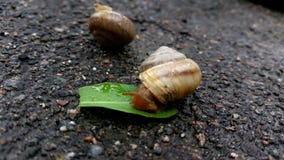 Snail royaltyfria bilder Snail royaltyfria bilder