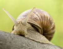 snail arkivfoto snail arkivfoto