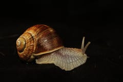 Snail royaltyfri bild Snail royaltyfri bild