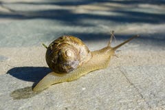 Image result for slow mo snail