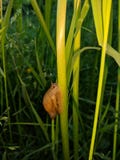 Snail stock images Snail stock images