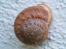 Snail arkivbilder Snail arkivbilder