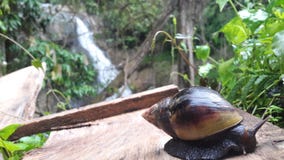 Snail ella wala - sri lanka royalty free stock image Snail ella wala - sri lanka royalty free stock image