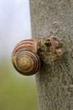 Snail On Tree Bark Close Up Royalty Free Stock Photos