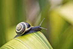 Snail på den gröna leafen royaltyfria foton Snail på den gröna leafen royaltyfria foton