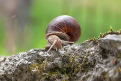Snail på en vägg royaltyfria foton Snail på en vägg royaltyfria foton