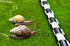 snail-race-24844025.jpg
