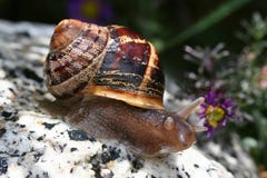 Snail on rock