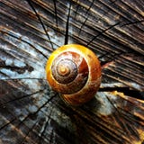 Snail shell. Royalty Free Stock Photography Snail shell. Royalty Free Stock Photography