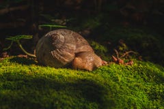 Snail sleeping in the forest stock photos Snail sleeping in the forest stock photos