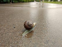 Snail royaltyfria foton Snail royaltyfria foton