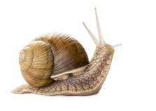Snail royaltyfria bilder Snail royaltyfria bilder
