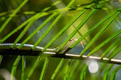 Snake (Chrysopelea ornata) on a tree royalty free stock photos Snake (Chrysopelea ornata) on a tree royalty free stock photos