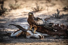 Snake Eagle on Springbok carcass royalty free stock photo Snake Eagle on Springbok carcass royalty free stock photo