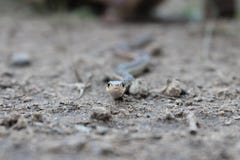 Snake Eyes` royalty free stock photography Snake Eyes` royalty free stock photography