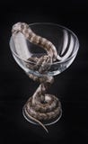 Snake Is Twined Around The Glass Cup On Black Stock Photos