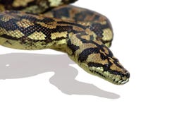 Snake Python