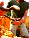 Snake wrangler, man struggles with a ladder snake stock photos Snake wrangler, man struggles with a ladder snake stock photos