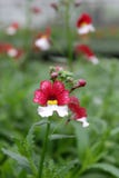 Snapdragon. Snapdragon Antirrhinum majus flower for sale, decorations or gift. Antirrhinum flower in pot. Floral pattern Royalty Free Stock Image Snapdragon. Snapdragon Antirrhinum majus flower for sale, decorations or gift. Antirrhinum flower in pot. Floral pattern Royalty Free Stock Image