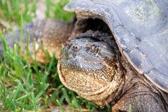 Snapping Turtle Stock Photos Snapping Turtle Stock Photos