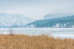 Sneeuw afgedekte bergen en bevroren meer met riet in voorgrond stock fotografie Sneeuw afgedekte bergen en bevroren meer met riet in voorgrond stock fotografie