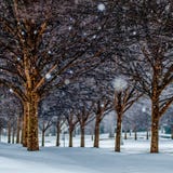 Sneeuw behandelde stoepsteeg met bomen stock afbeelding Sneeuw behandelde stoepsteeg met bomen stock afbeelding