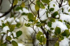 Sneeuwbladtextuur royalty-vrije stock afbeelding Sneeuwbladtextuur royalty-vrije stock afbeelding
