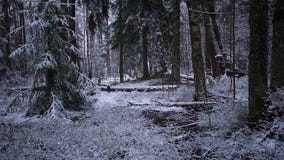 Sneeuwdalingen van het bos met bomen De intense sneeuw behandelt onmiddellijk de oppervlakte van de bos en boomtakken stock footage Sneeuwdalingen van het bos met bomen De intense sneeuw behandelt onmiddellijk de oppervlakte van de bos en boomtakken stock footage