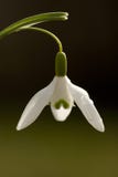 Sneeuwklokje, Sneeuwklokje, Galanthus royalty-vrije stock afbeeldingen Sneeuwklokje, Sneeuwklokje, Galanthus royalty-vrije stock afbeeldingen